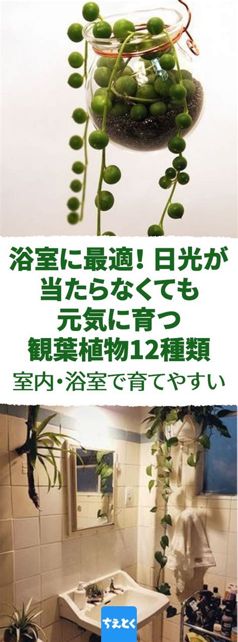樂 五行 浴室 植物 風水